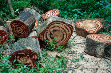 cylindrical pieces of trunk of a large forest tree cut in the middle of an area of ​​undergrowth