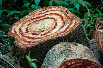 cylindrical pieces of the trunk of a large forest tree cut in the middle of an area of ​​undergrowth with a prominent leaf 2