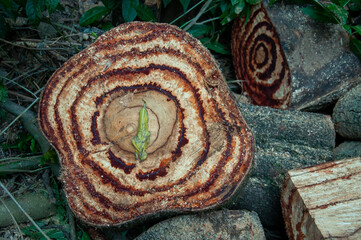 cylindrical pieces of the trunk of a large forest tree cut in the middle of an area of ​​undergrowth with a prominent leaf