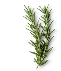 Fototapeta premium Fresh rosemary sprigs on white background