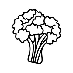 Doodle illustration of broccoli cabbage. Hand drawn garden vegetables for healthy menu