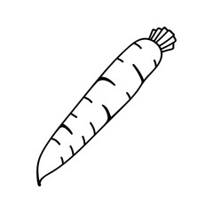 Doodle illustration of carrot. Hand drawn garden vegetables for healthy menu