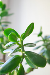 Stylish beautiful money tree bonsai at home 