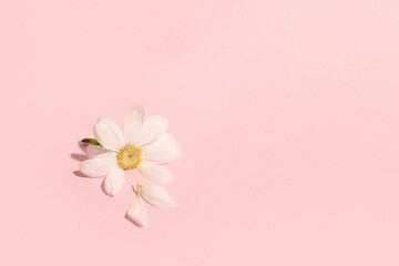 Minimalistic floral arrangement, pale pink background, spring nature 