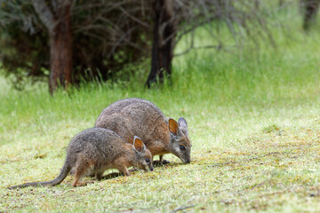 Wallaby grast mit Jungtier auf einer Lichtung