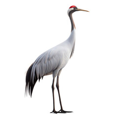 Obraz premium Crane AI Generated Image