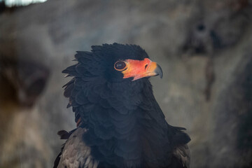 Pallas's Sea Eagle spotted in Gwacheon