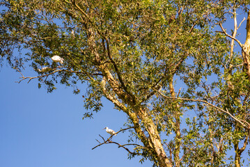 Bird sanctuary in the area of Mekong river in Vietnem. Many birds on trees
