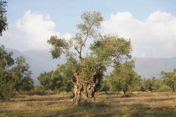 2000 year old olive trees
