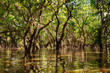 Flooded forest with trees in water in Cambodia