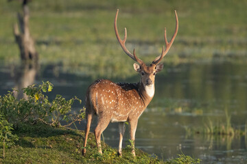 chital or cheetal - Axis axis, spotted deer, chital deer, axis deer male with antlers at green background. Photo from Wilpattu National Park in Sri Lanka.