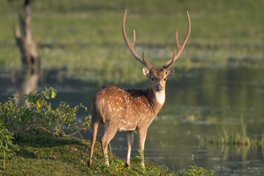 chital or cheetal - Axis axis, spotted deer, chital deer, axis deer male with antlers at green background. Photo from Wilpattu National Park in Sri Lanka.