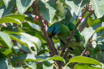 Taiwan Barbet in Kaohsiung, Taiwan