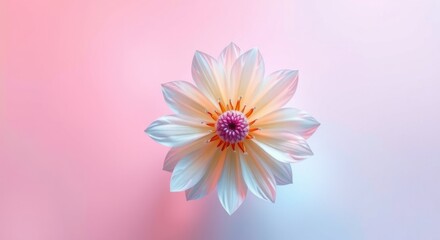 Obraz premium A delicate white flower with a vibrant purple center, set against a softly gradient pastel background.