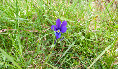 Viola tricolor grows in the mountains. Viola declinata. herbaceous perennial plant of the Violet family