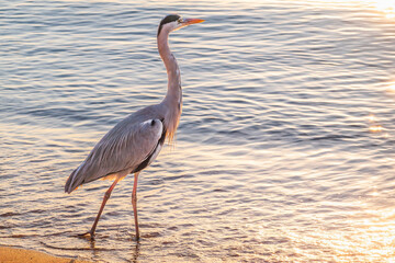 A heron hunting in the sea. Grey heron on the hunt