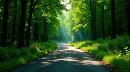 Fototapeta premium Sunlit Pathway Through Verdant Forest Canopy with Lush Green Undergrowth and Winding Asphalt Road
