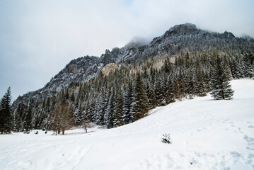 Fototapeta premium View from the snowy path winding through the Kościeliska Valley, surrounded by trees blanketed with fresh snow. 