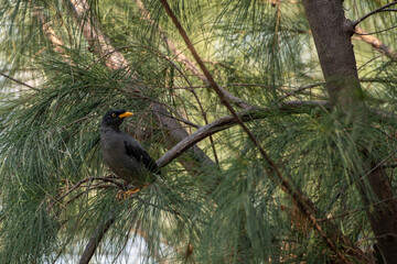 White-bellied Pigeon in Kaohsiung, Taiwan