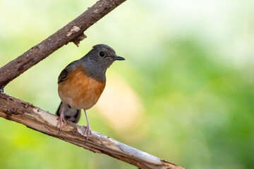 White-rumped Shama in Kaohsiung, Taiwan