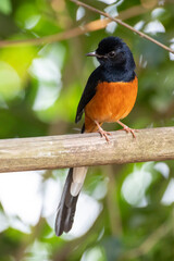 White-rumped Shama in Kaohsiung, Taiwan
