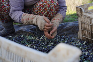 hands of a woman holding a bunch of fresh organic olives