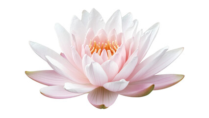 Pink Water Lily Flower