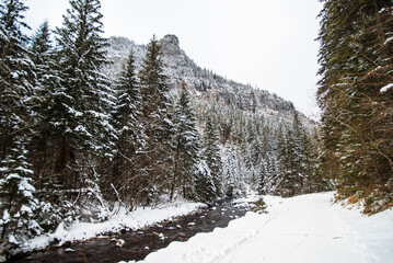 A view from the snowy path winding through the Kościeliska Valley, surrounded by trees blanketed in fresh snow. The serene winter scene invites a sense of quiet and untouched natural beauty.