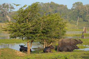 Wild water buffalos - Bubalus arnee migona also called Asian buffalo, Asiatic buffalo and wild...