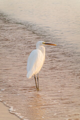 Great egret (Ardea alba), a medium-sized white heron fishing on the sea beach