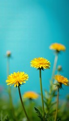 Vibrant dandelions swaying in the breeze against blue backdrop, meadow, summer
