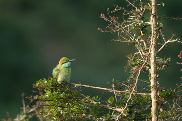 Asian green bee-eater, little green bee-eater, green bee-eater - Merops orientalis perched at dark green background. Photo from Wilpattu National Park in Sri Lanka. Copy space right.