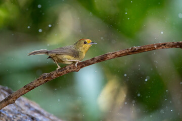 Gray-chinned Minivet in Kaohsiung, Taiwan