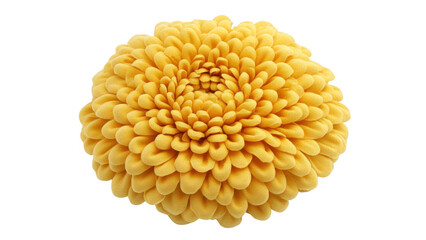 Yellow Chrysanthemum Flower Close up