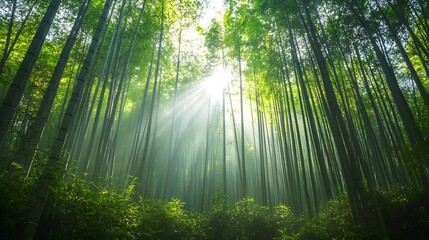 bamboo grove with sunbeams landscape.