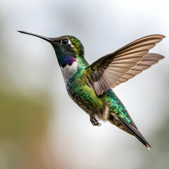 Obraz premium hummingbird bird isolated