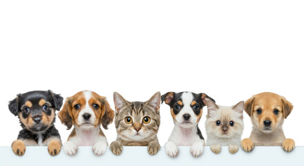 Obraz premium Curious dogs, cats, and a rabbit playfully peeking over a white surface with joyful expressions