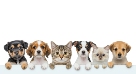 Curious dogs, cats, and a rabbit playfully peeking over a white surface with joyful expressions