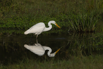 Eastern great egret - Ardea alba modesta wading in water at dark green background. Photo from Wilpattu National Park in Sri Lanka.