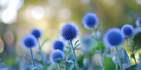 Obraz premium Close-Up View of Blue Globe Thistle Flowers Surrounded by Green Leaves in a Natural Environment