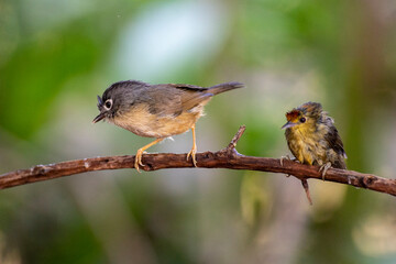 Yellow-bellied Prinia in Kaohsiung, Taiwan