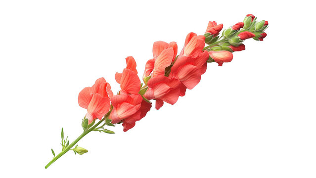 Single Snapdragon Flower on Black Background
