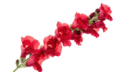 Red Snapdragon Flower Stem