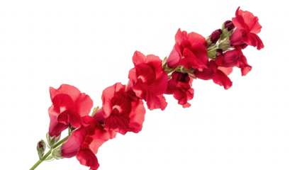 Red Snapdragon Flower Stem