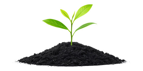 "Young Green Plant Sprouting from Black Soil on Transparent Background"
"Fresh Green Plant Growth Emerging from Soil Isolated on White Background"