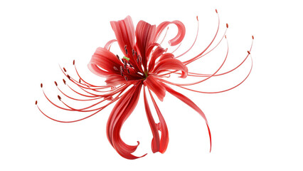 Red Spider Lily Bloom Close up