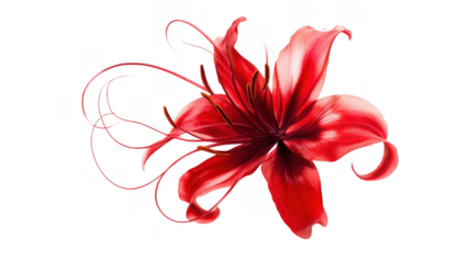Red Lily Flower on Black Background