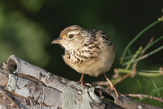Jerdon's bush lark, Jerdon's lark - Plocealauda affinis perched at dark background. Photo from Wilpattu National Park in Sri Lanka. 