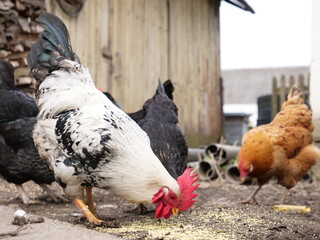 Adult chickens and chicks in agricultural conditions.