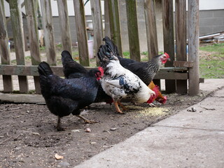 Adult chickens and chicks in agricultural conditions.